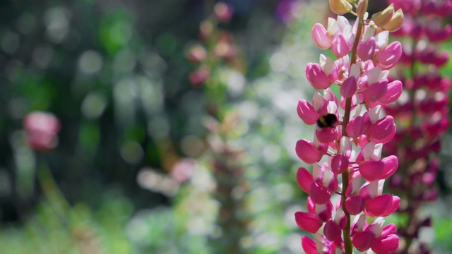 大黄蜂为粉红色的花授粉。特写，浅景深。视频素材