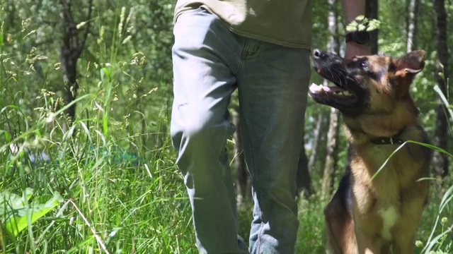 草地上的德国牧羊犬视频素材