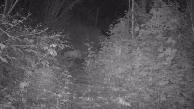 欧洲獾在黑暗中活动视频素材