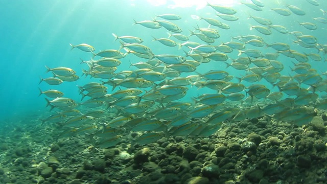 水下的燧发鱼视频素材