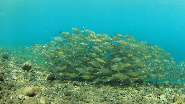 水下的燧发鱼视频素材