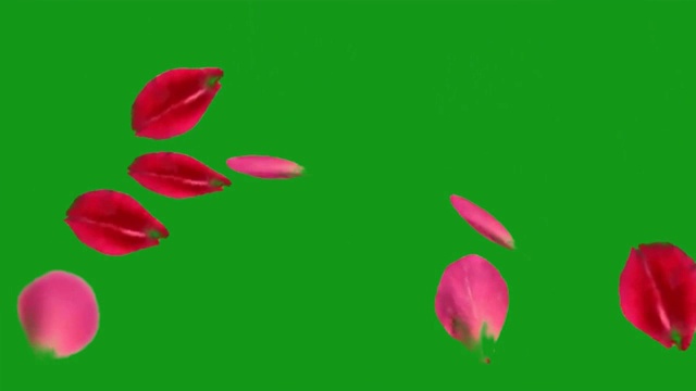 飘落的玫瑰花瓣，绿色屏幕动态图形视频素材