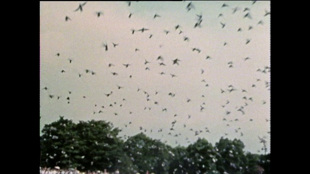 WS鸽子在广岛纪念仪式上释放;1975视频下载