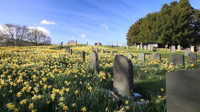 野生水仙花(Narcissus pseudonarcissus)英国湖区温德米尔附近的特罗贝克教堂墓地。视频下载