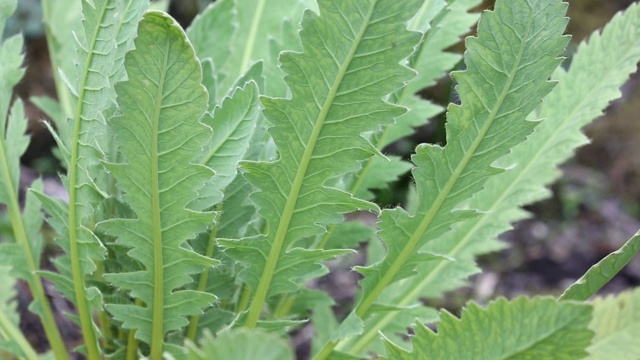 绿绒蒿在英国湖区温德米尔Holehird花园夏季生长。视频下载