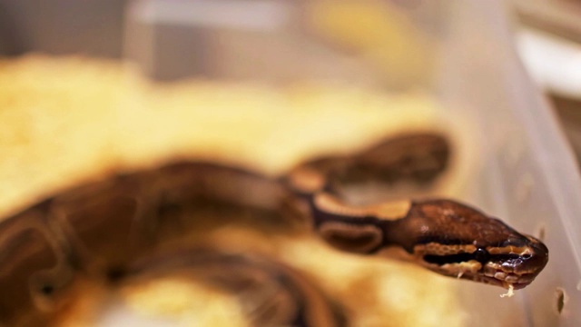 囚禁中的蝰蛇的特写视频素材
