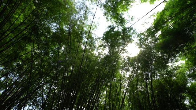 在晴朗的日子里，绿色的森林树木，泰国的热带森林，自然旅游度假的想法。视频下载