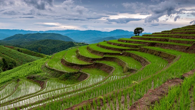 东南亚山地农业稻田的时间流逝视频素材