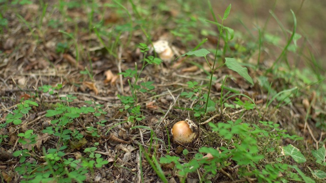 凯撒蘑菇-鹅膏菌在秋天的森林草丛中。鹅膏菌科食用菌-鹅膏菌科。蘑菇一种类似蘑菇的蘑菇，属于蝇木耳科。视频素材