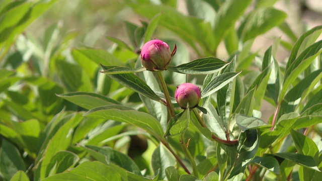 两个未开的牡丹花蕾。花园里的两朵粉红色的芍药花在同一植物模糊的背景上视频下载