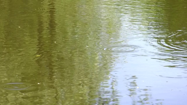 水面上的小圆圈。池塘里的涟漪。视频下载