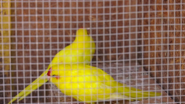 可爱的黄色金丝雀坐在笼子里。漂亮的黄色金丝雀，羽毛很漂亮视频下载