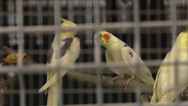 两只鹦鹉坐在笼子里。视频下载