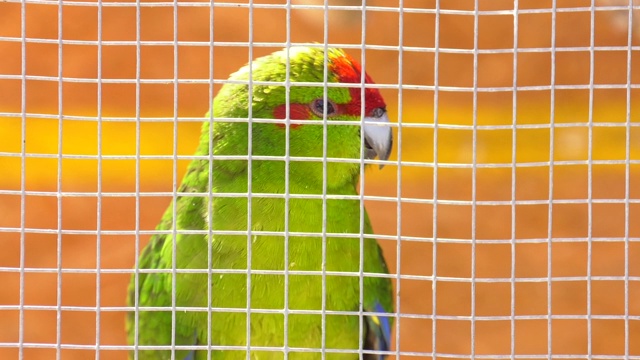 特写绿色虎皮鹦鹉坐在笼子里。可爱的绿色鹦鹉。视频下载