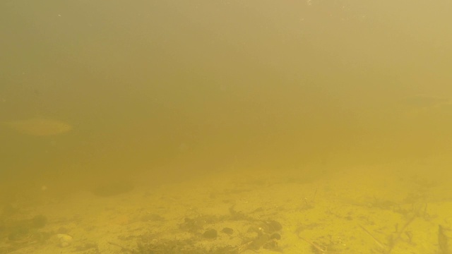 小鱼在一条肮脏的河里游泳。这条小河带着黄沙。视频下载