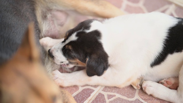 这只小狗饥饿地吮吸着狗妈妈的奶。视频素材
