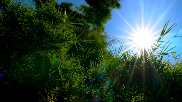 镜头滑块和低角度拍摄的绿色竹叶在白天的阳光视频下载