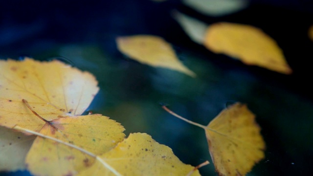 秋天的黄叶漂浮在水面静态画面视频素材