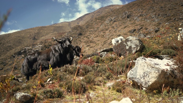 4K两只黑色的尼泊尔牦牛站在大山的背景下一动不动视频素材