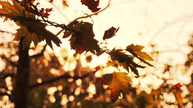 秋天，美丽的秋叶视频下载
