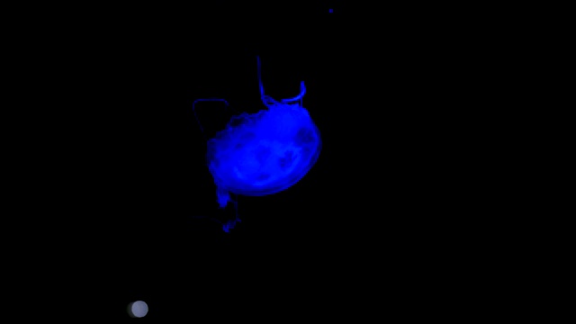 特写镜头蓝色水母游泳是缓慢在深海水族馆。视频下载