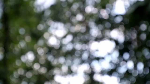 抽象模糊的树灯散景背景，闪烁的背景，从模糊中移动焦点视频素材