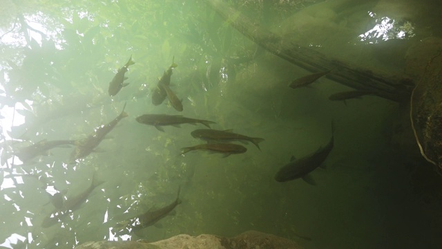 河水中的鱼群视频素材