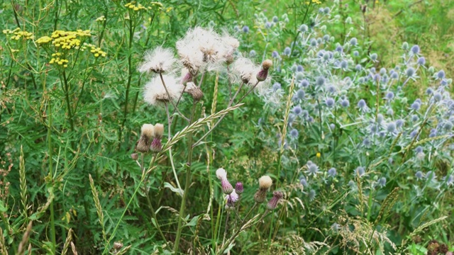 4 k。草地上的花朵随风摇曳，夏日植物麦草匍匐视频素材