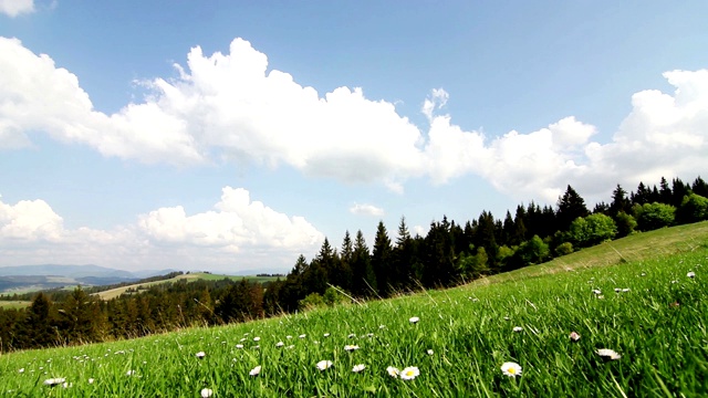 阳光雏菊充满活力的野生草地视频素材