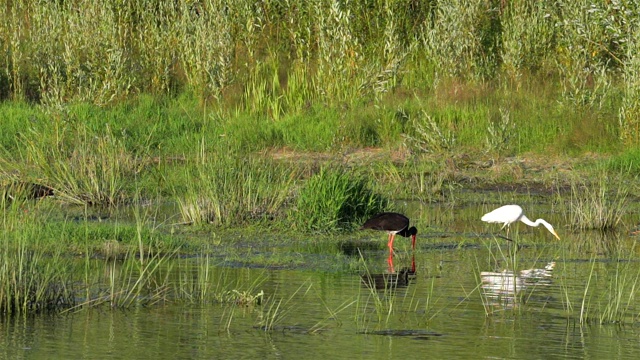 日落时分，黑鹳和大白鹭在乌克兰的德斯纳河岸边觅食视频素材
