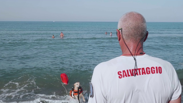 救生员在照顾他的救援犬。培训在海上视频下载