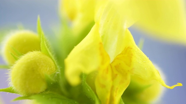 近距离观察黄色大天使植物的花瓣视频素材
