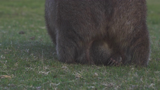幼袋熊(腹尾袋熊)在它母亲的育儿袋中视频下载