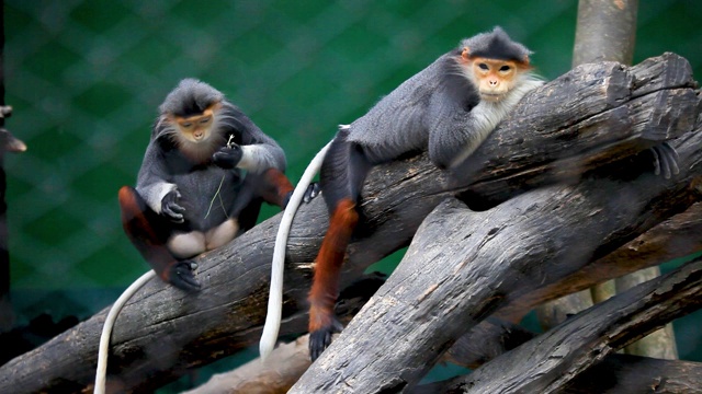 动物园笼子里的红臀叶猴。视频素材