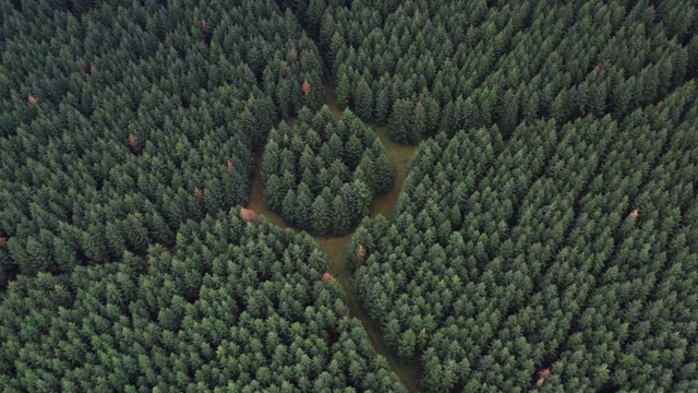 航拍显示圆形森林，荷兰视频素材