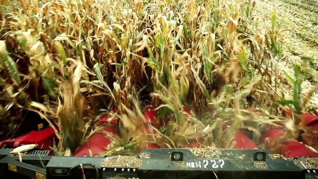 从联合收割机的驾驶室看农田的玉米田。收割机正在收割成熟的玉米棒。视频下载