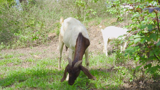 在泰国北碧区，山羊、羔羊或绵羊在农场吃绿色的水稻和草地，在旅游度假概念。动物在农业农场。视频素材