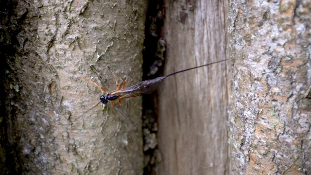 一种在树干上有长尾巴的昆虫视频素材