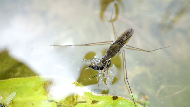 一只昆虫在水沼泽上抓苍蝇视频素材