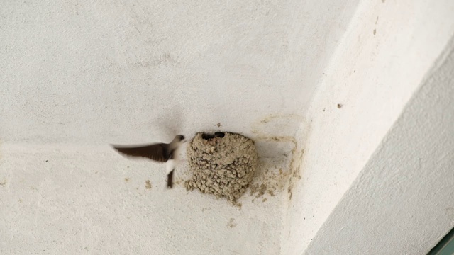 燕子在巢中喂小鸟视频下载