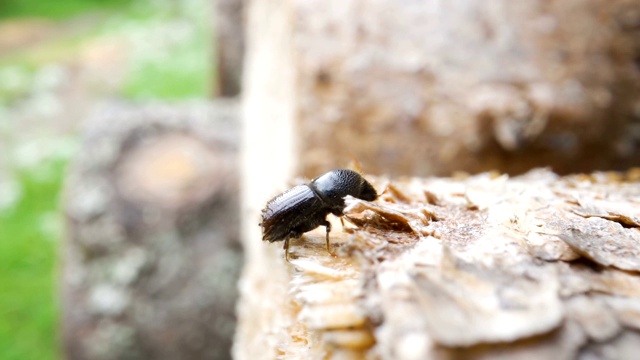 一只黑甲虫在木屋的墙上爬视频素材