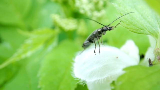 一只在白色花朵上爬行的黑甲虫视频素材