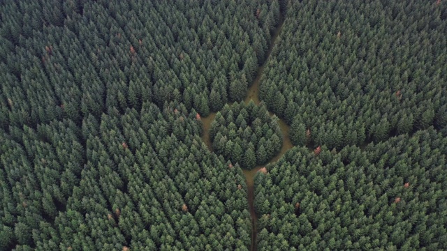 荷兰无人机拍摄的奇异形状的森林视频素材