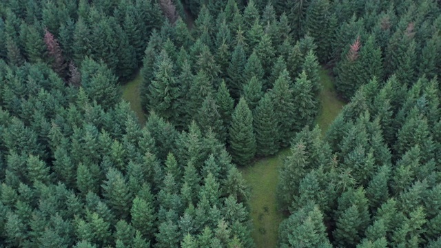 倾斜无人机从一个不寻常的森林向后飞行，荷兰视频素材