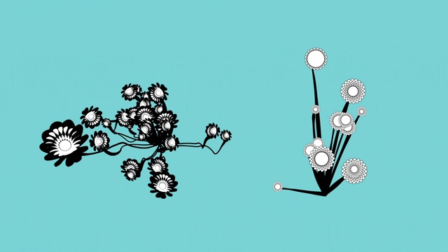 花卉装饰图案动画2视频素材
