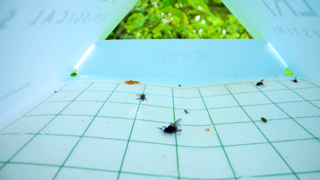 死苍蝇是在纸上发现的昆虫视频素材