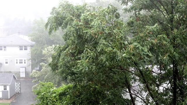 树木在狂风暴雨中吹拂视频素材