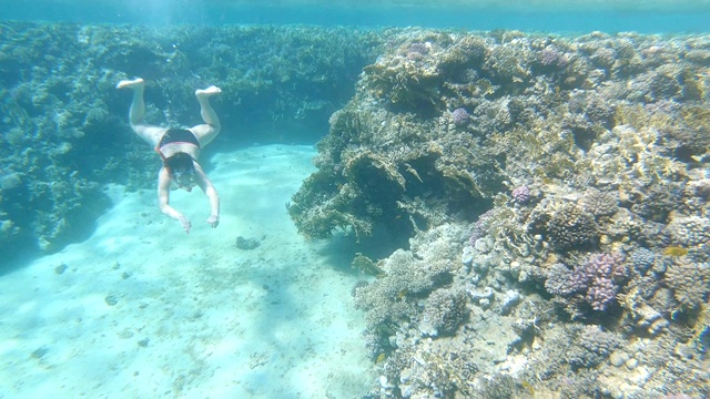 一名年轻女子在海中的珊瑚礁附近潜水。视频素材