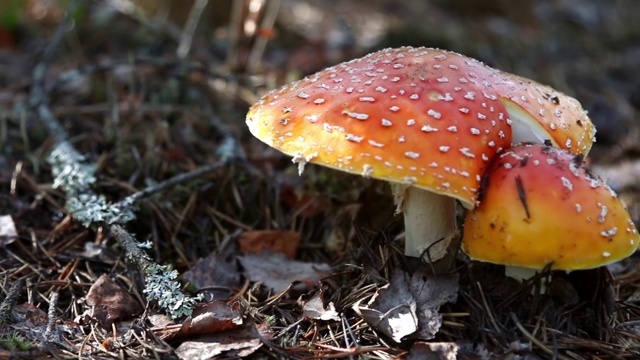 飞木耳蘑菇生长在森林中间视频素材