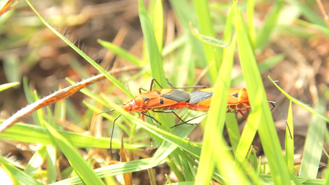 红色棉染虫在绿叶上交配的特写视频素材